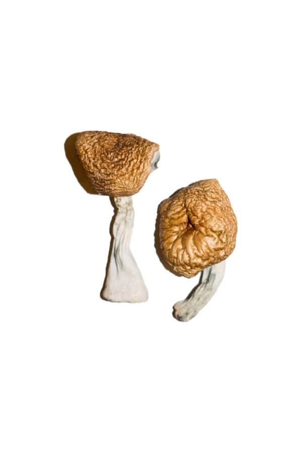 Burmese Magic Mushrooms USA - Image 2