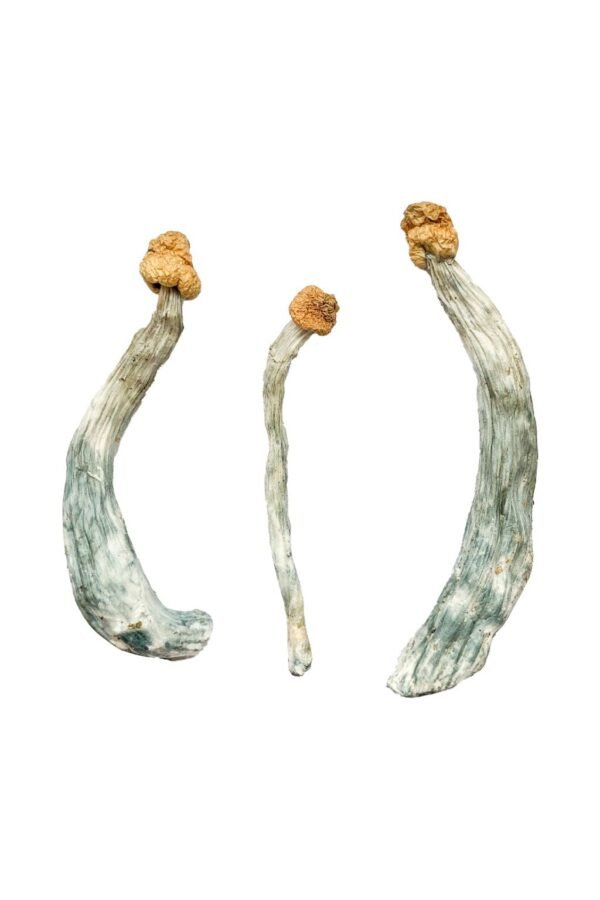 Where to Buy Creeper Shroom USA - Image 2