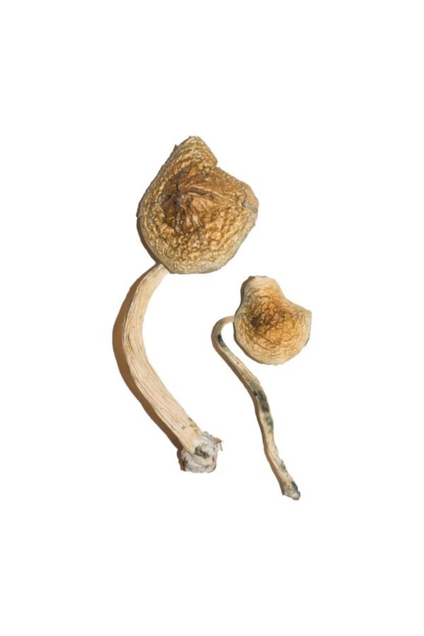 Buy Cuban Magic Mushrooms Michigan - Image 2