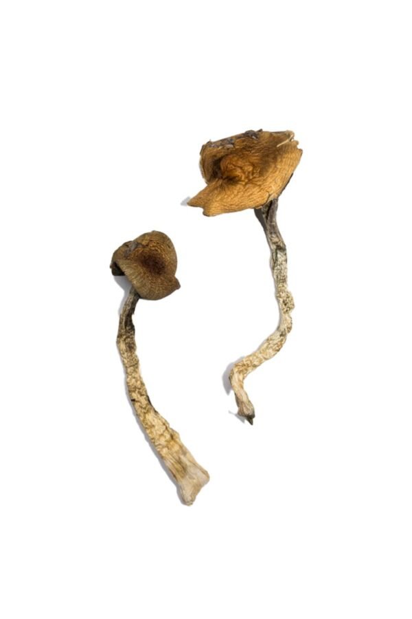 Daddy Long Legs Magic Mushrooms - Image 2