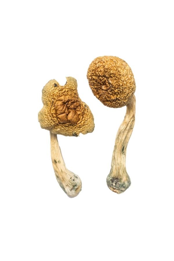 Golden Mammoth Magic Mushrooms - Image 2