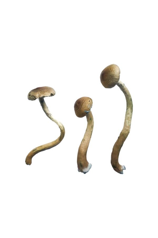 Golden Teacher Magic Mushrooms