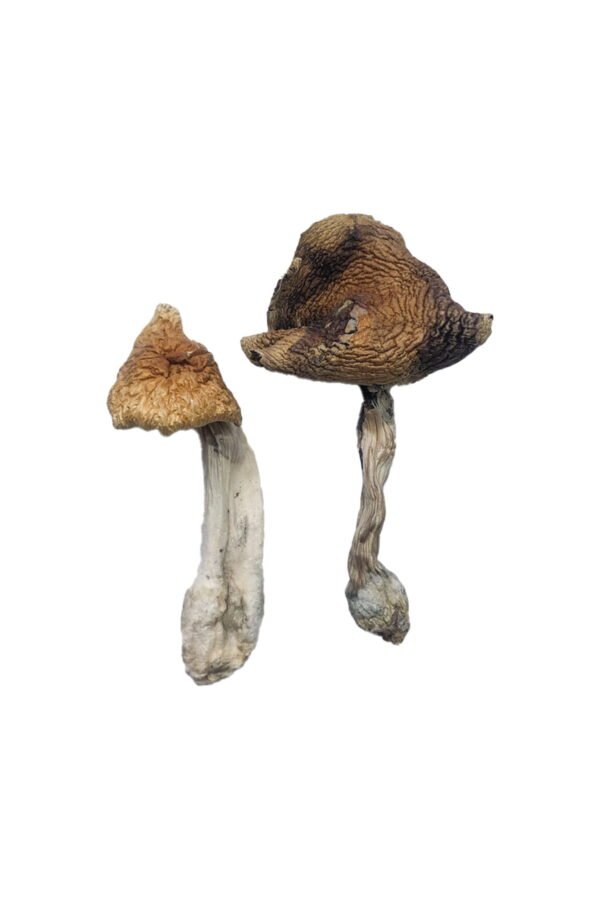 Hawaiian Magic Mushrooms