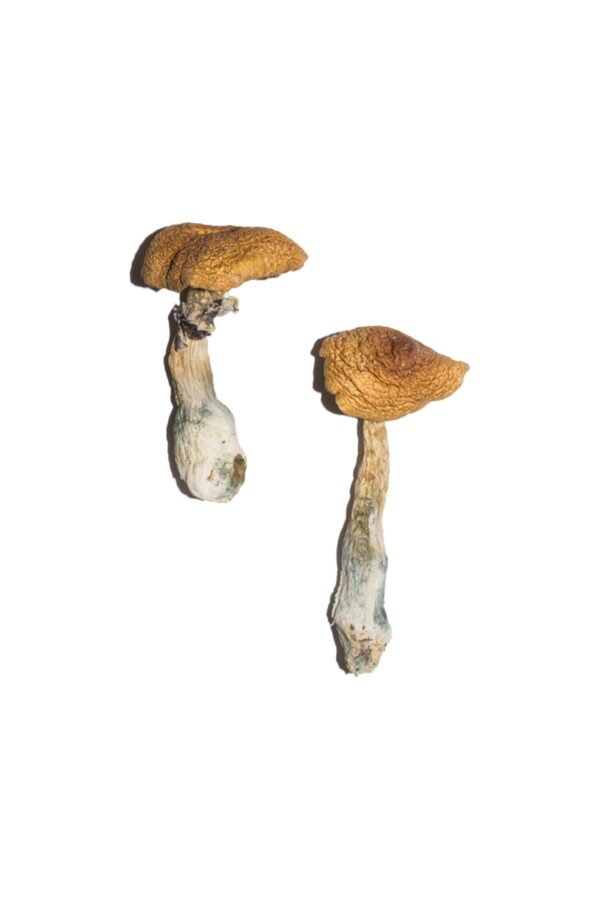 Penis Envy Magic Mushrooms